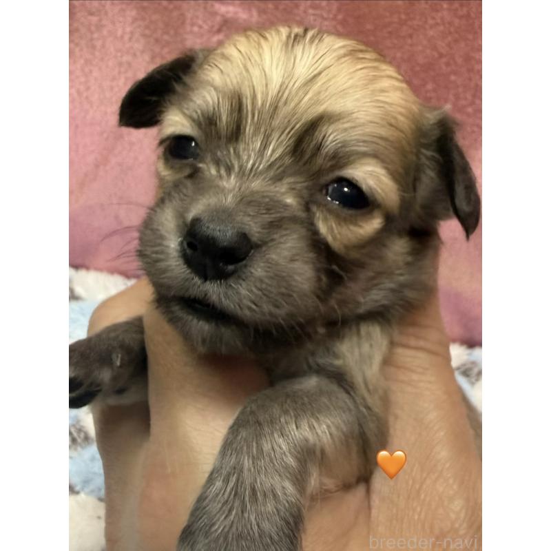 販売中の愛知県のチワックス:チワワ×ミニチュアダックスフンド-430807の3枚目