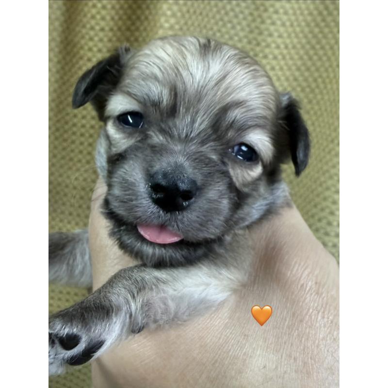 販売中の愛知県のチワックス:チワワ×ミニチュアダックスフンド-430807の2枚目