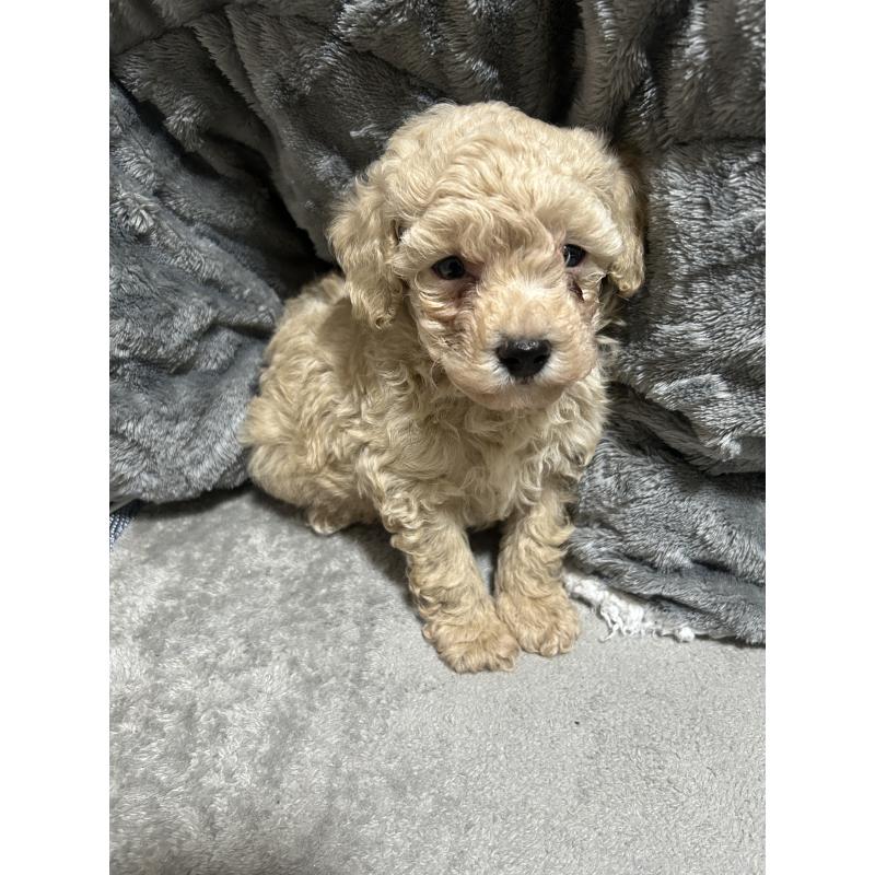 販売中の滋賀県のティーカッププードル-430814の4枚目