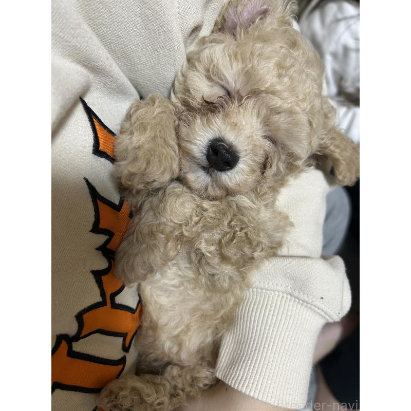 販売中の滋賀県のティーカッププードル-430814の3枚目