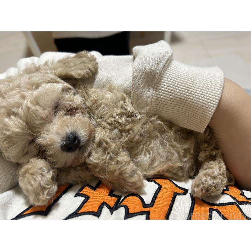 販売中の滋賀県のティーカッププードル-430814の2枚目