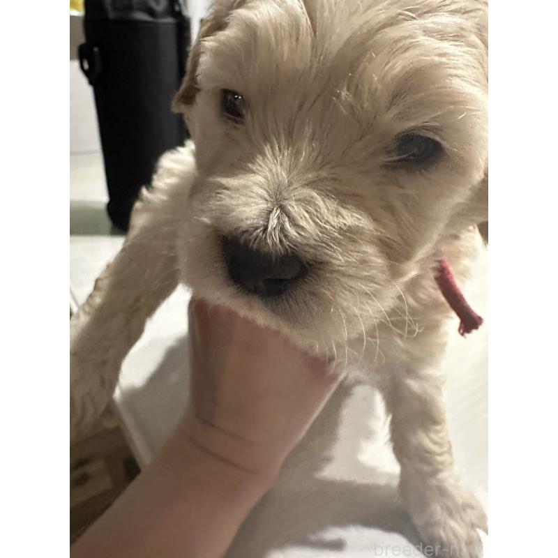 販売中の岐阜県のミックス犬-430815の3枚目