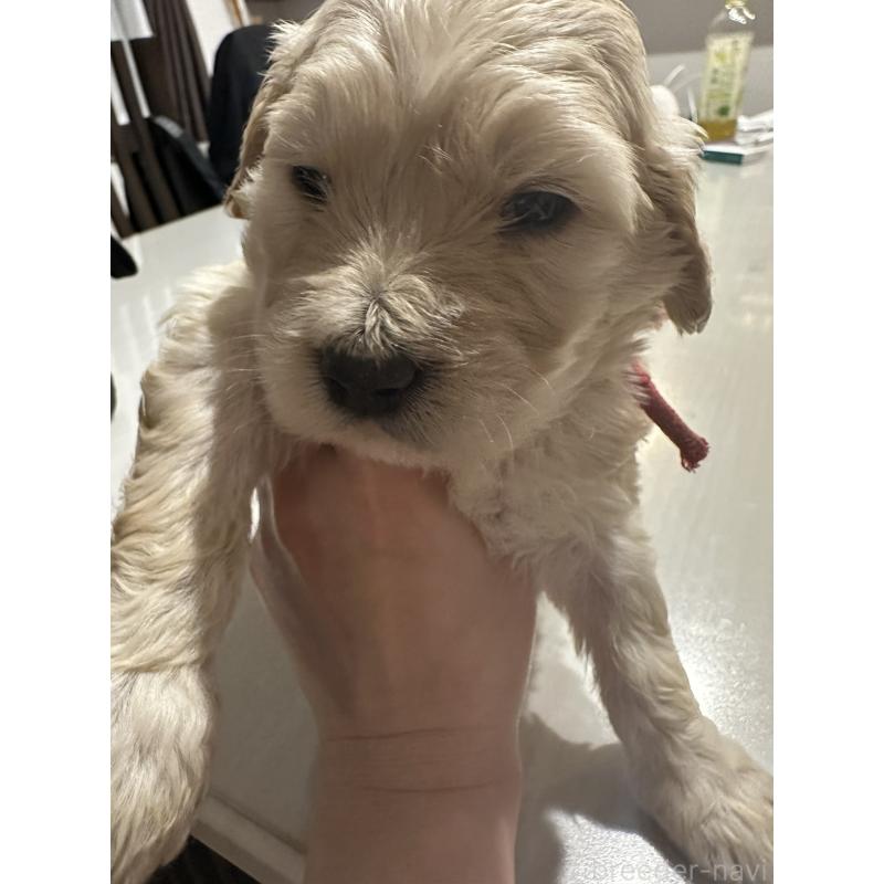 販売中の岐阜県のミックス犬-430815の2枚目