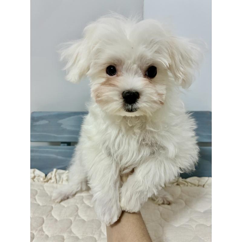 販売中の大阪府のマルチーズ-415764