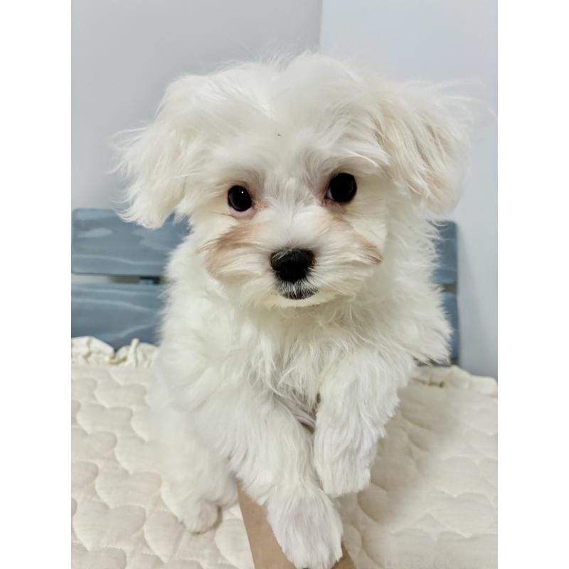 販売中の大阪府のマルチーズ-415764の4枚目