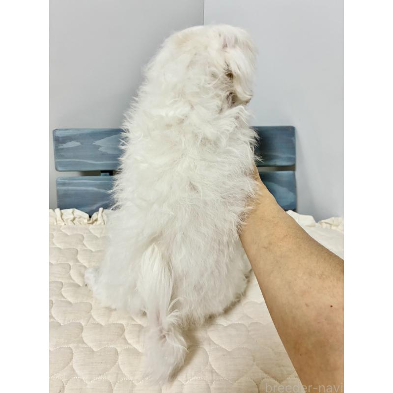 販売中の大阪府のマルチーズ-415764の3枚目