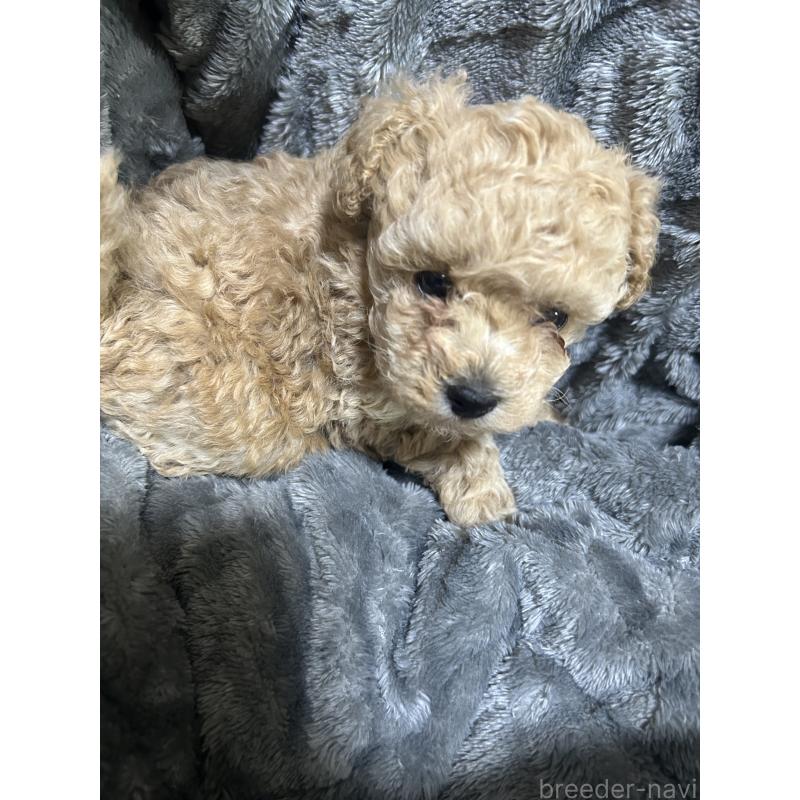 販売中の滋賀県のティーカッププードル-430816の4枚目