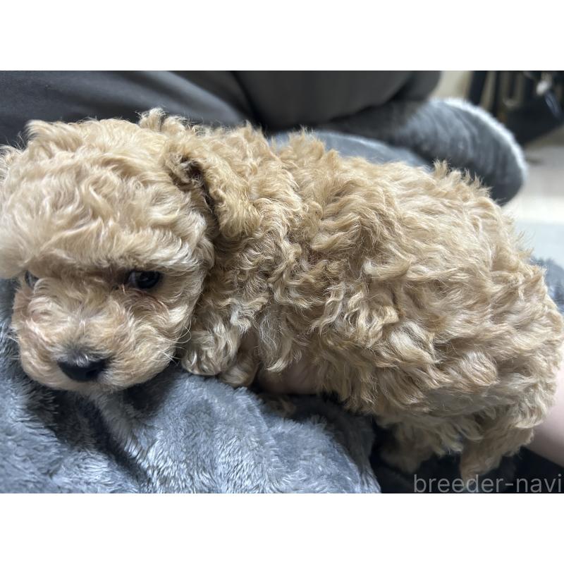 販売中の滋賀県のティーカッププードル-430816の3枚目