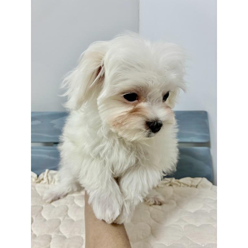 販売中の大阪府のマルチーズ-415764の2枚目