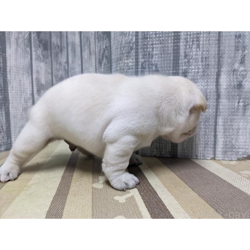 販売中の埼玉県のフレンチブルドッグ-430818の5枚目