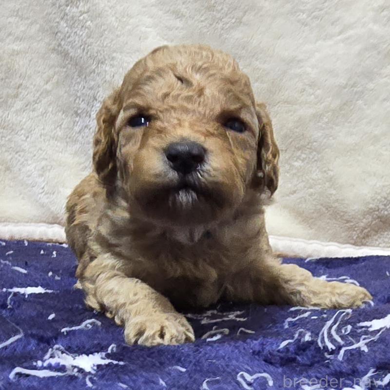 販売中の岡山県のトイプードル-430819の1枚目