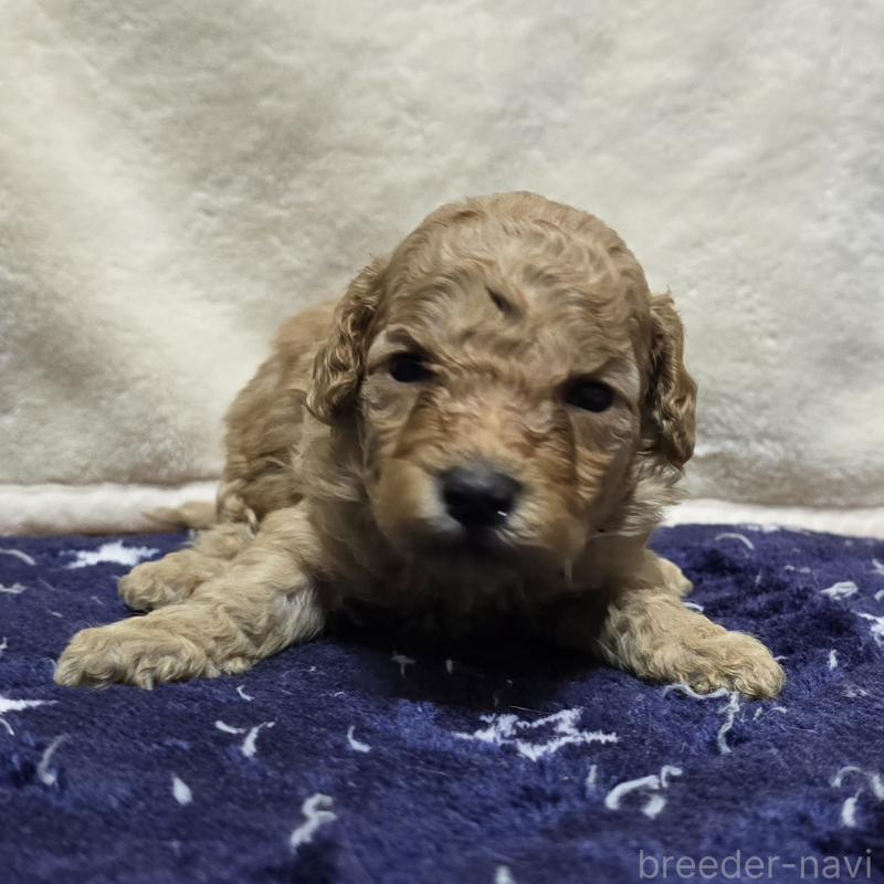 販売中の岡山県のトイプードル-430819の5枚目