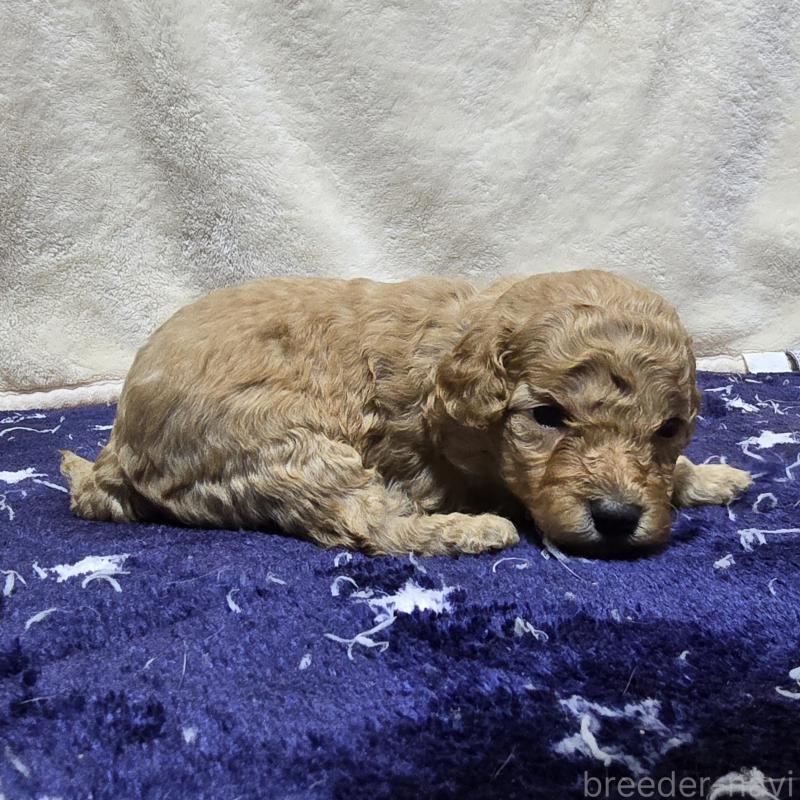 販売中の岡山県のトイプードル-430819の4枚目