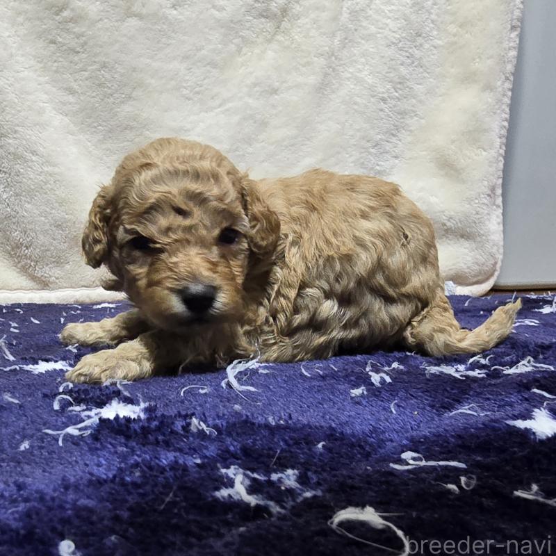 販売中の岡山県のトイプードル-430819の3枚目