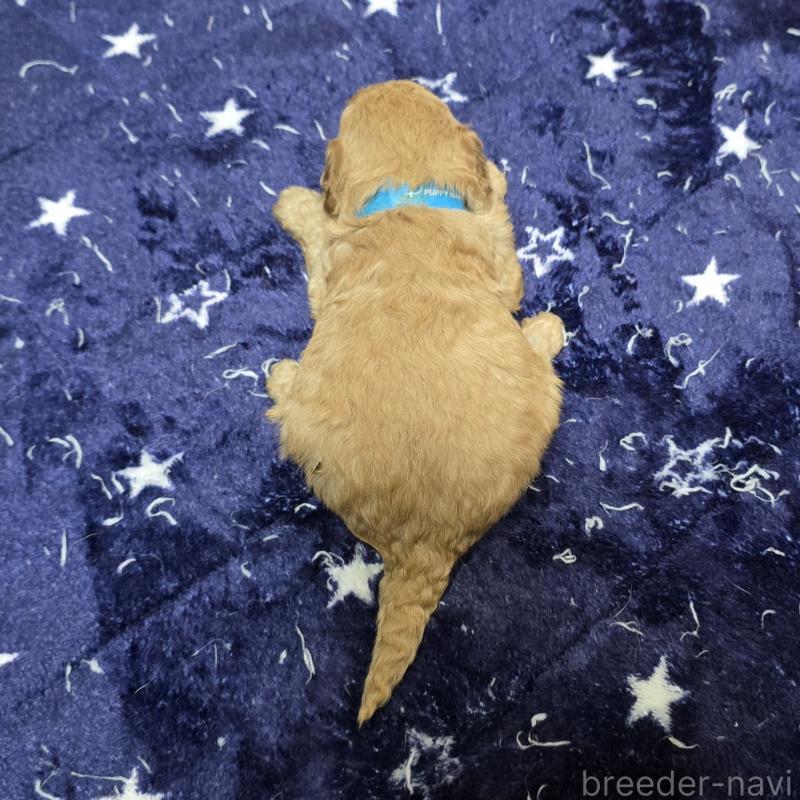 販売中の岡山県のトイプードル-430819の2枚目