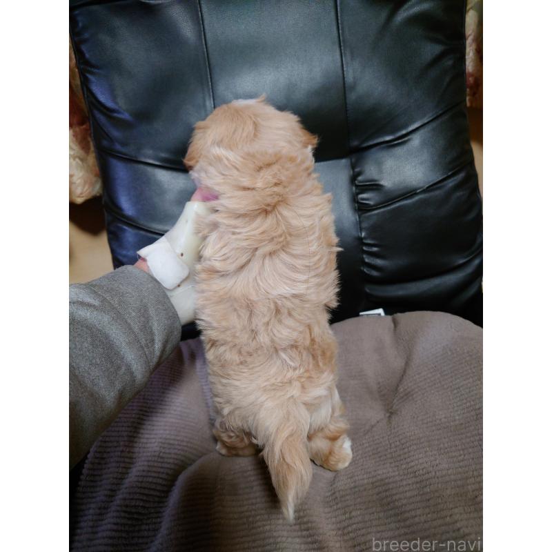 販売中の栃木県のマルプー:マルチーズ×トイプードル-430832の2枚目