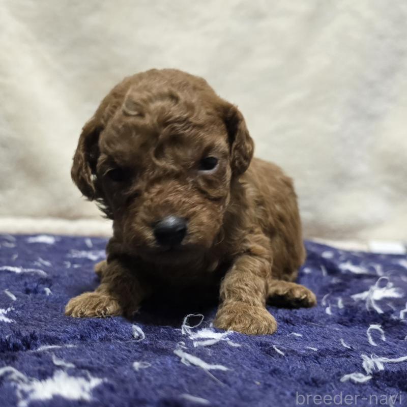 販売中の岡山県のトイプードル-430820