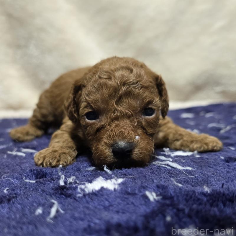 販売中の岡山県のトイプードル-430820の5枚目