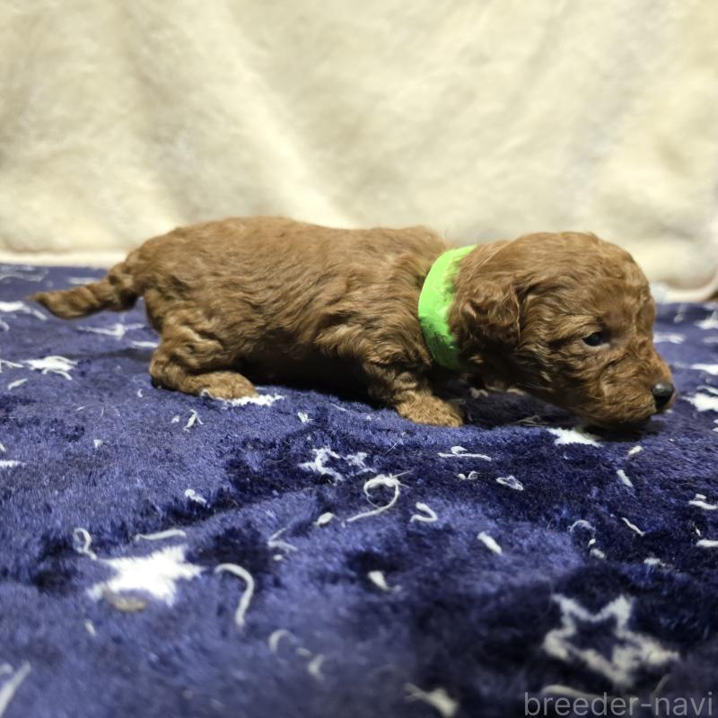 販売中の岡山県のトイプードル-430820の4枚目