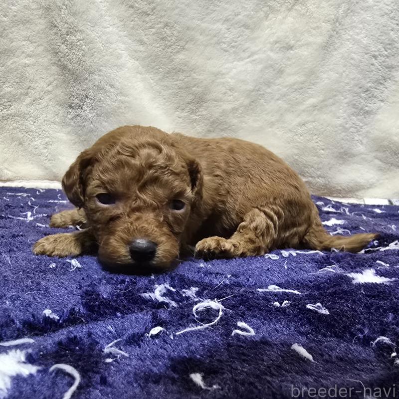 販売中の岡山県のトイプードル-430820の3枚目