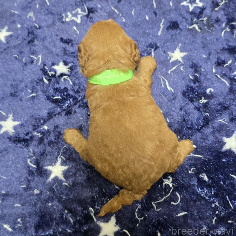 販売中の岡山県のトイプードル-430820の2枚目