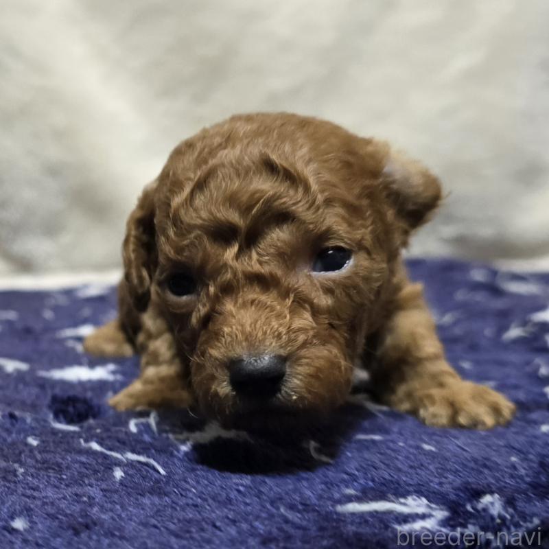 販売中の岡山県のトイプードル-430821の5枚目