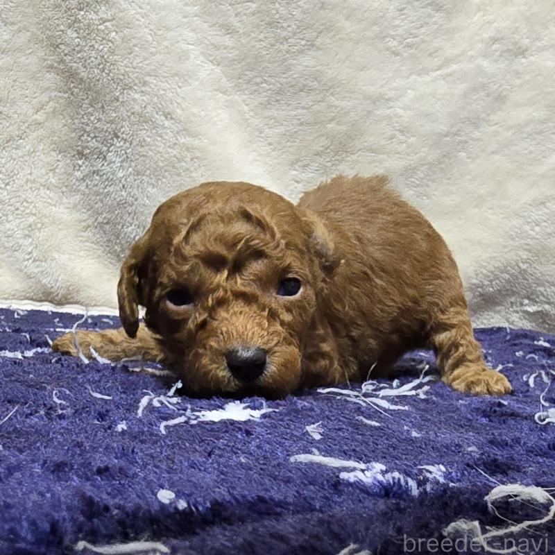 販売中の岡山県のトイプードル-430821の4枚目