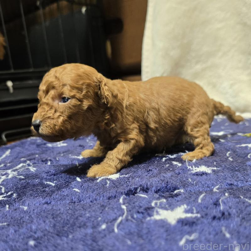 販売中の岡山県のトイプードル-430821の3枚目