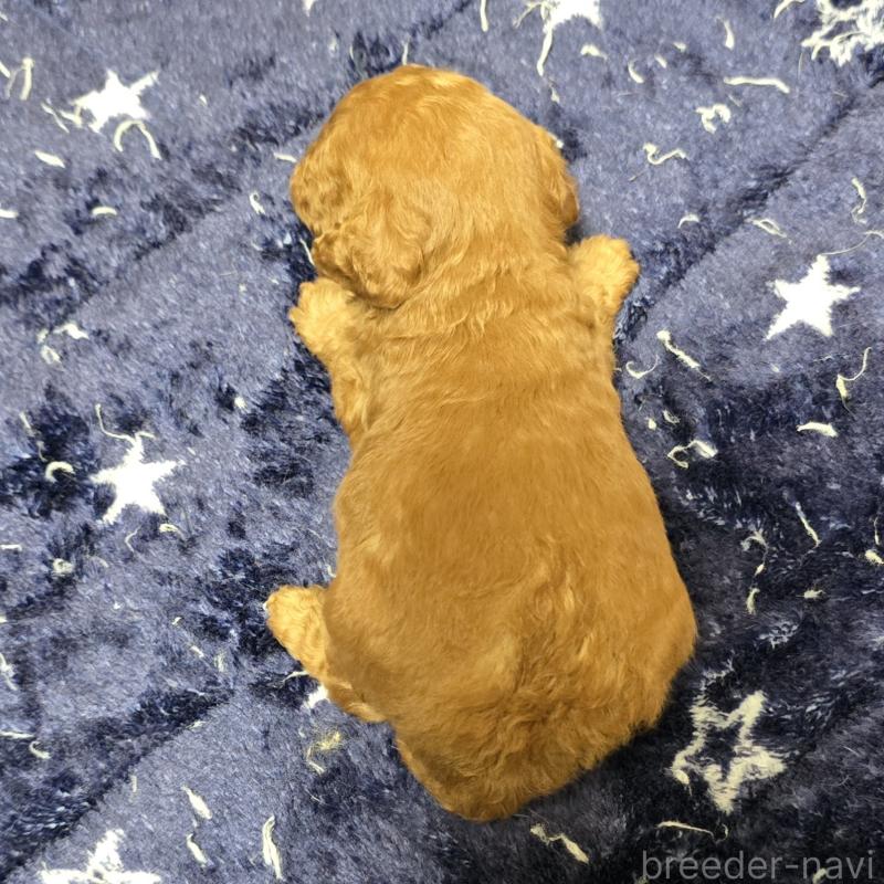 販売中の岡山県のトイプードル-430821の2枚目