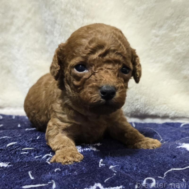 販売中の岡山県のトイプードル-430823