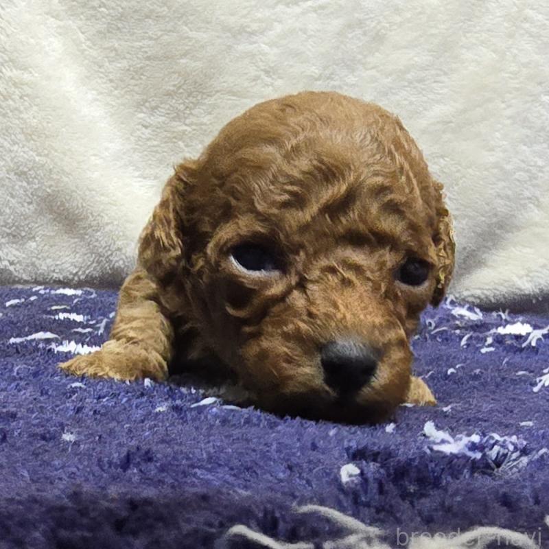 販売中の岡山県のトイプードル-430823の5枚目