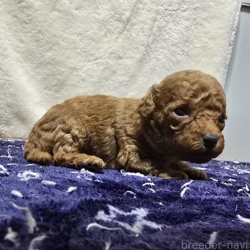 販売中の岡山県のトイプードル-430823の4枚目