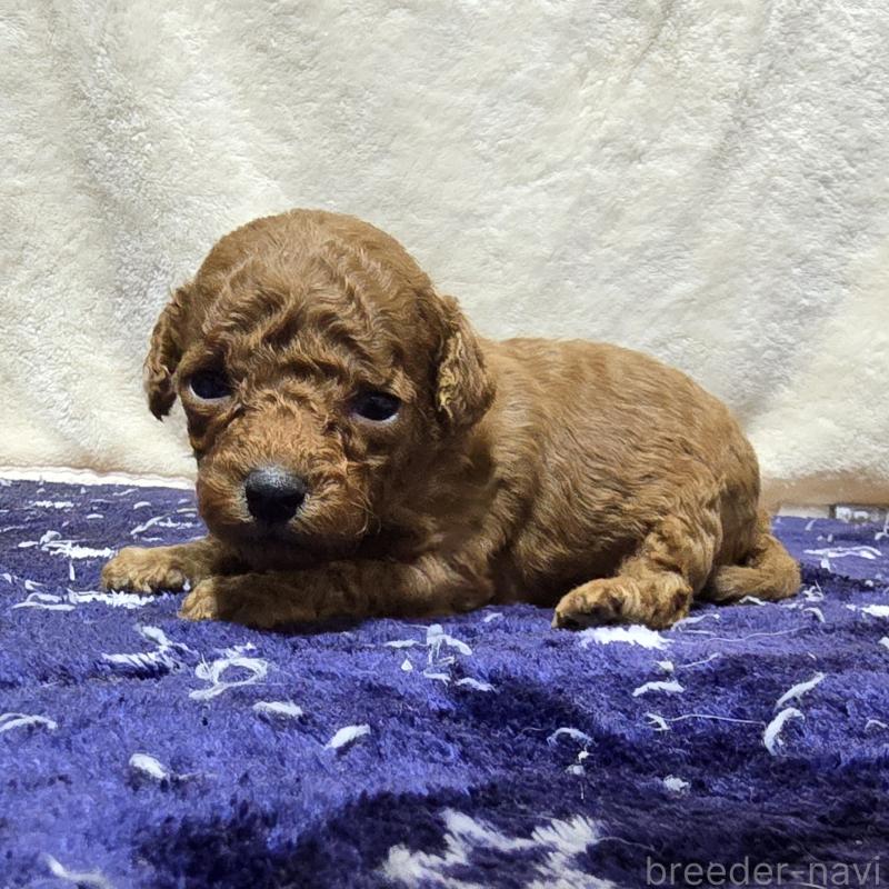 販売中の岡山県のトイプードル-430823の3枚目