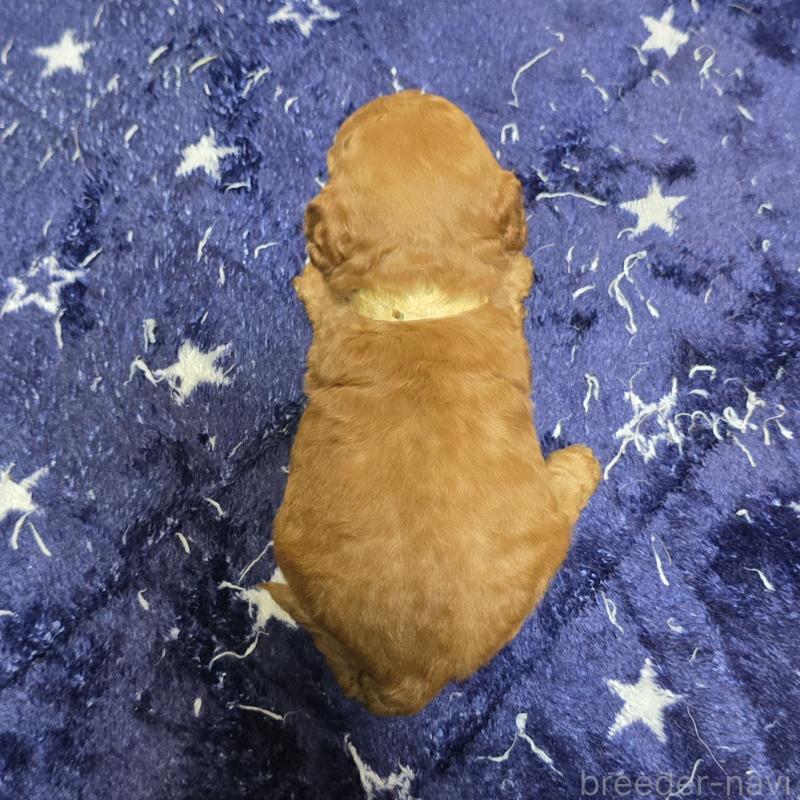 販売中の岡山県のトイプードル-430823の2枚目