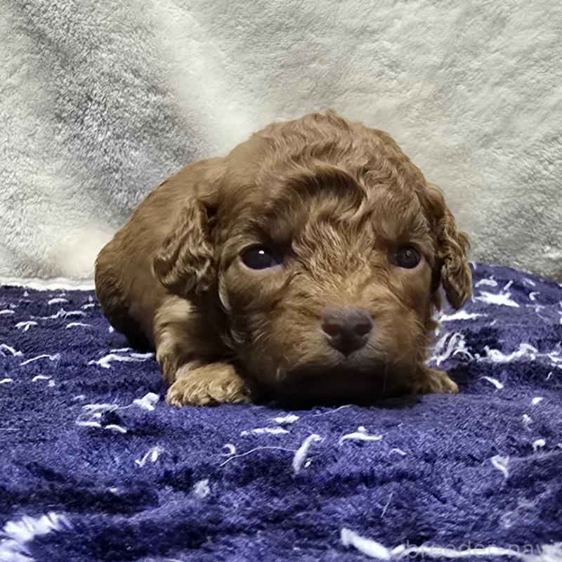 販売中の岡山県のトイプードル-430824の1枚目