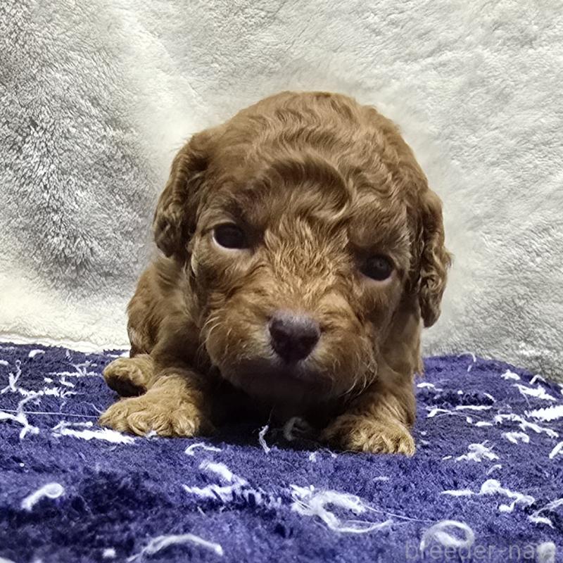 販売中の岡山県のトイプードル-430824の5枚目