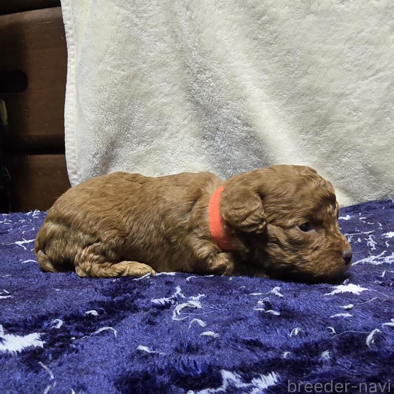 販売中の岡山県のトイプードル-430824の4枚目