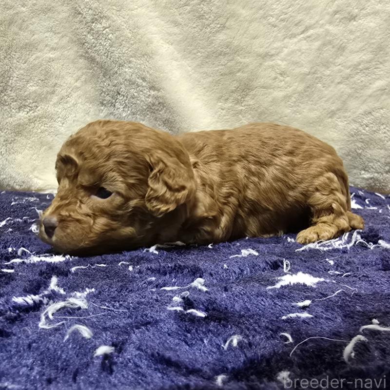 販売中の岡山県のトイプードル-430824の3枚目