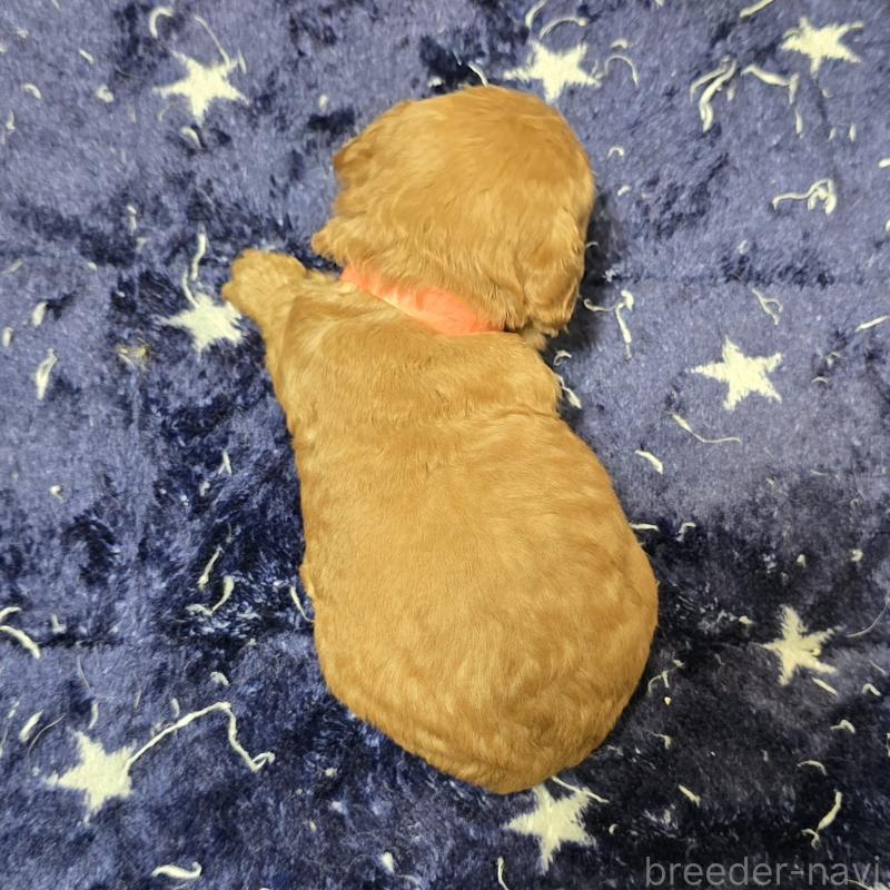 販売中の岡山県のトイプードル-430824の2枚目