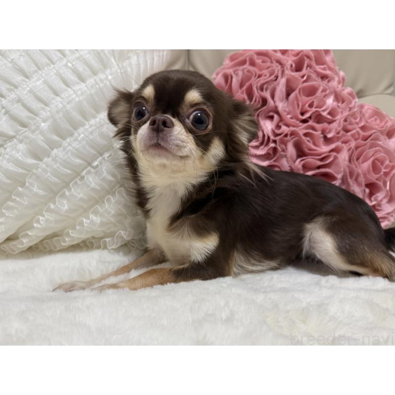 アニーちゃん1枚目