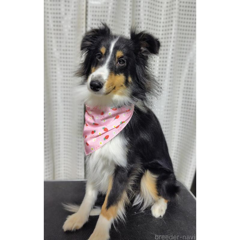 販売中の広島県のシェットランドシープドッグ(シェルティ)-430825の2枚目