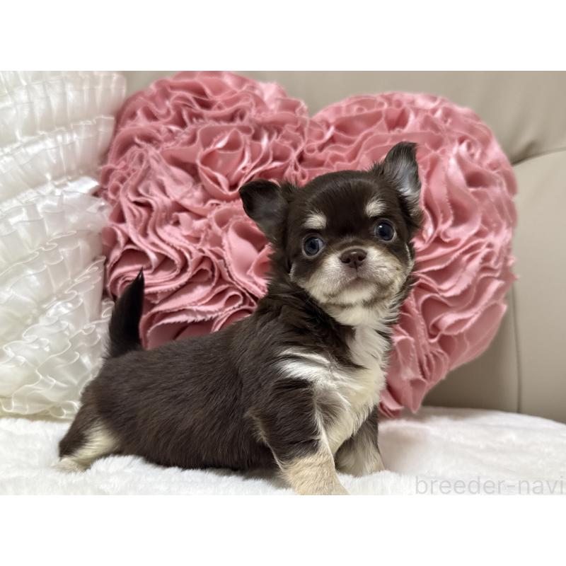 販売中の栃木県のチワワ(ロングコート)-430827の5枚目