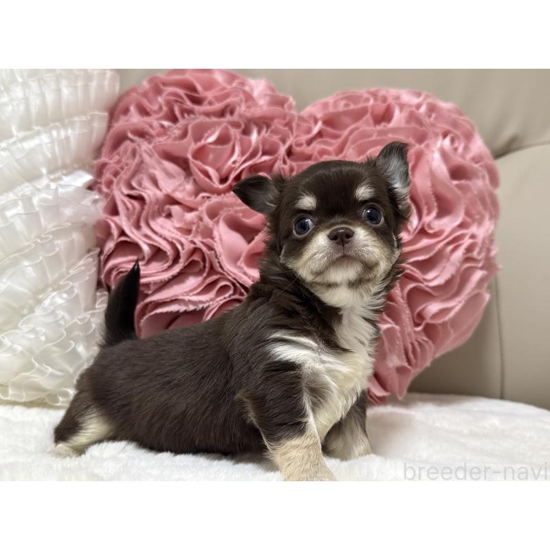 販売中の栃木県のチワワ(ロングコート)-430827の3枚目