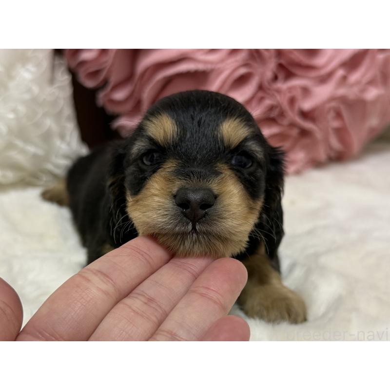 販売中の栃木県のミニチュアダックスフンド(ロングヘアード)-430828の5枚目