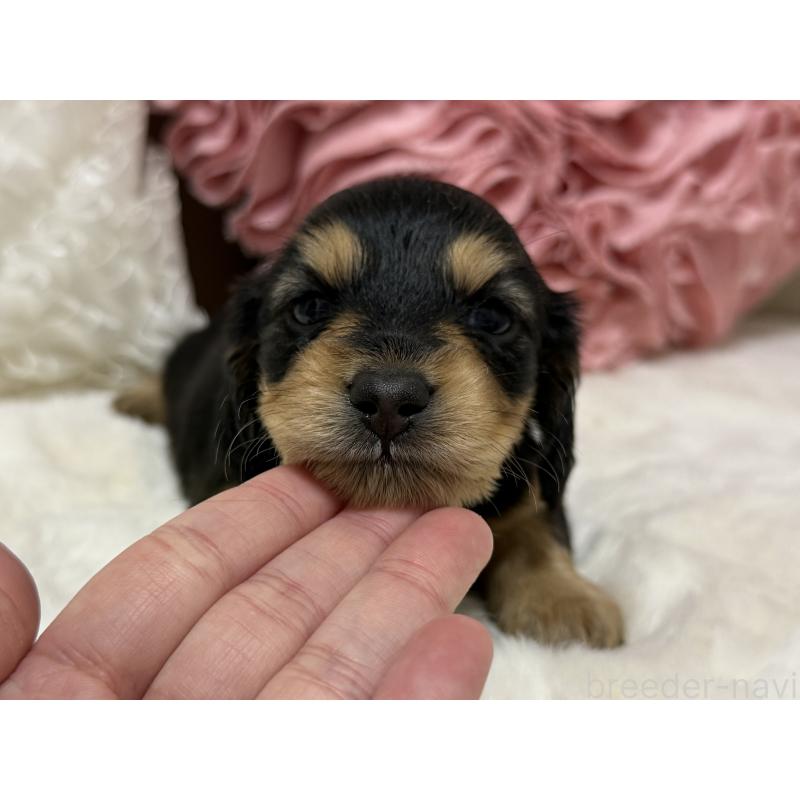 販売中の栃木県のミニチュアダックスフンド(ロングヘアード)-430828の4枚目