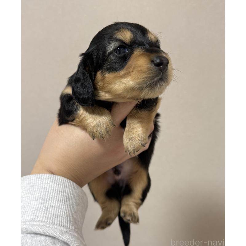 販売中の栃木県のミニチュアダックスフンド(ロングヘアード)-430828の3枚目