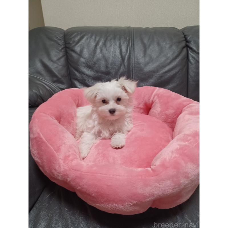 販売中の福岡県のマルチーズ-430830の5枚目