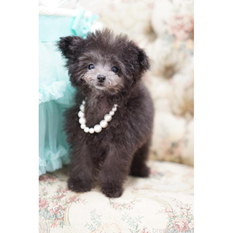 販売中の愛知県のティーカッププードル-430831の6枚目