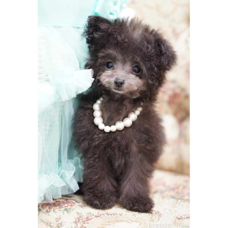 販売中の愛知県のティーカッププードル-430831の5枚目