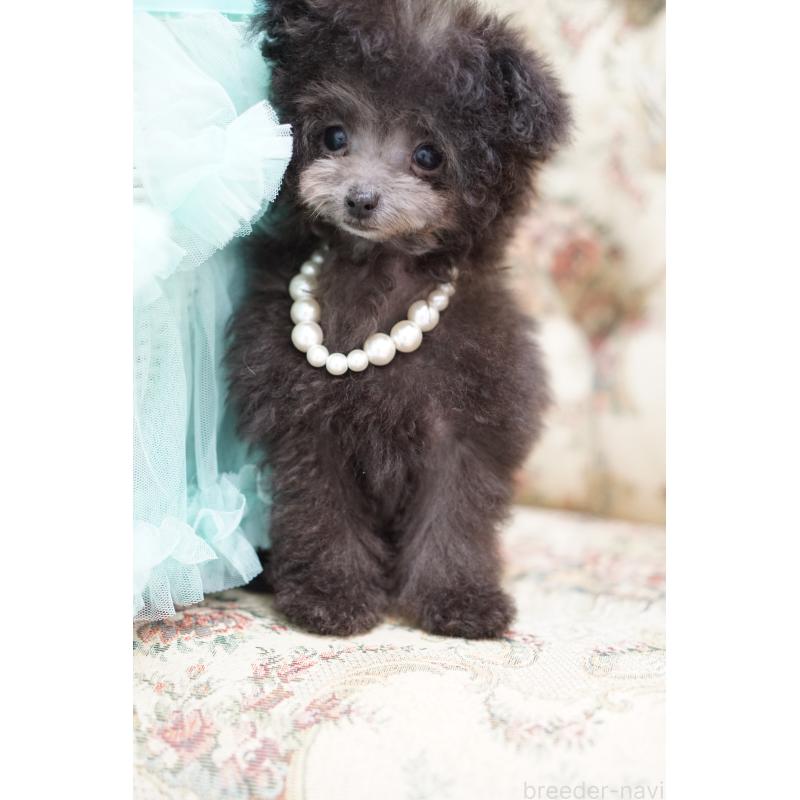 販売中の愛知県のティーカッププードル-430831の4枚目